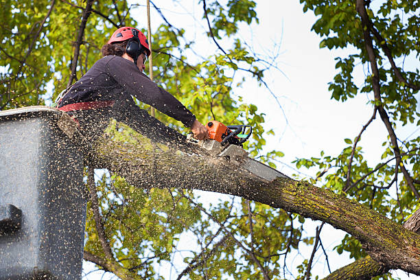 Best Commercial Tree Services  in Lake Elmo, MN